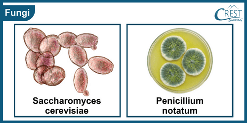 Example of Fungi - Saccharomyces Cerevisiae and Penicillium Notatum
