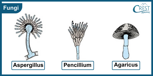 Fungi - Key Characteristics, Classification and Examples of Fungi etc