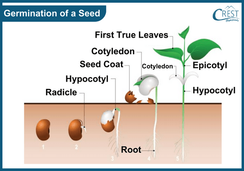 Germination process of a Seed