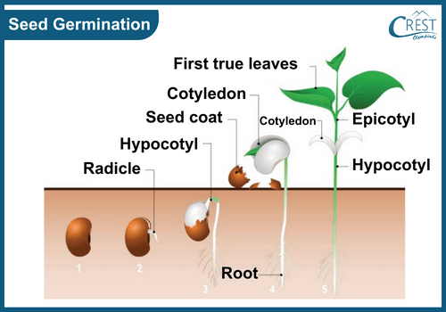 Labelled Diagram of Seed Germination - CREST Olympiads