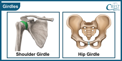 Girdles of Human Bodyt for Class 5