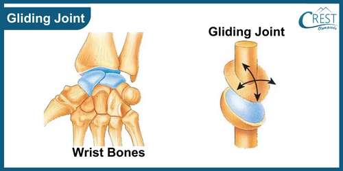Gliding Joint of Human Body