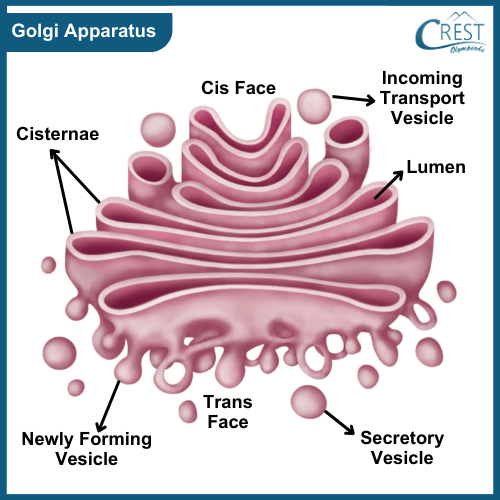 Labelled Diagram of Golgi Apparatus - Definition, Structure and Function