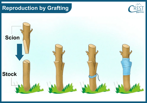Reproduction by grafting