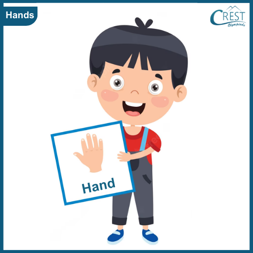 Hands - My Body Parts for Class KG