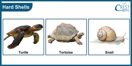 Examples of animals with hard shells