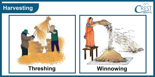 Harvesting of the crop - Threshing and Winnowing