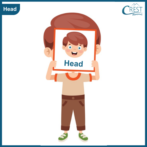 Head - My Body Parts for Class KG