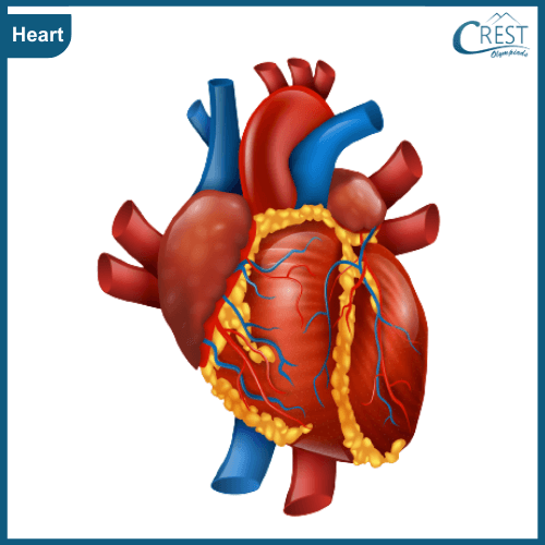 Human Heart - Science Grade 5
