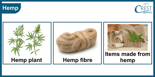 Uses of Hemp - Science Grade 6