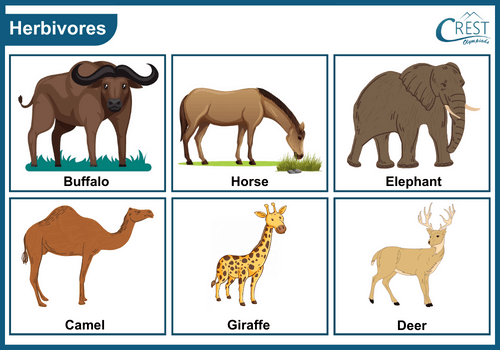 Examples of Herbivores animals