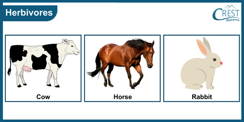 Examples of Herbivorous animals