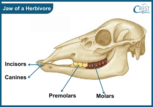 Jaw of a herbivore animal