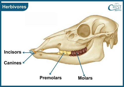 Skull of a herbivores animal