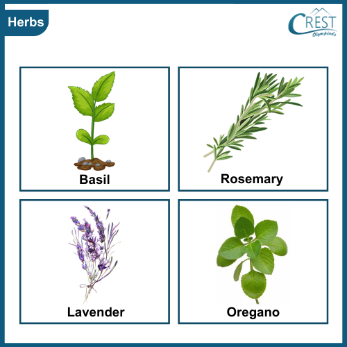 Examples of Herbs