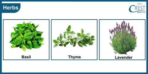Class 3-Examples of Herbs