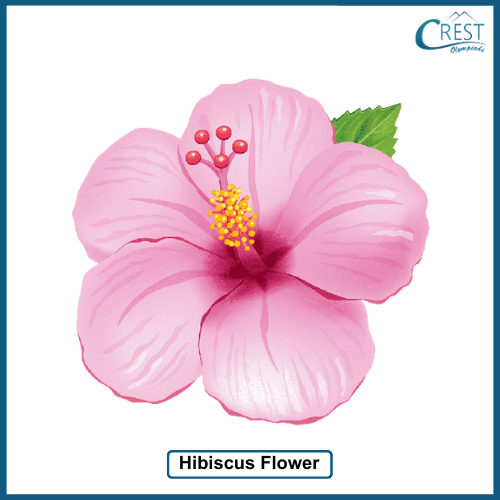 Hibiscus flower - CREST Olympiads