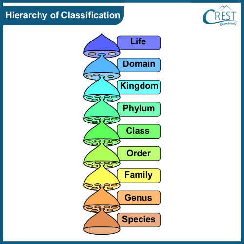 Hierarchy of Classification - Defintion, Evolution etc