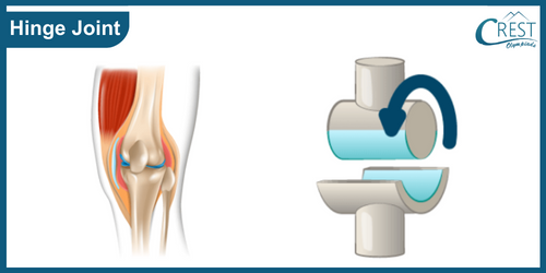 Hinge Joint of Human Body