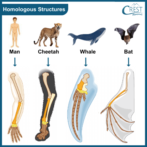 Evolution: Homologous Structures - CREST Olympiads