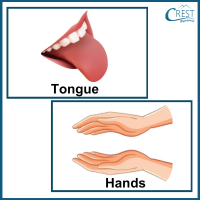 human-body-q4c