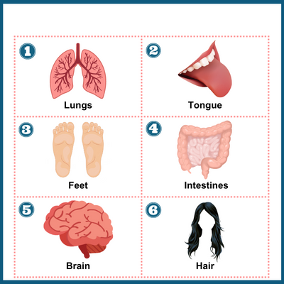 human-body-q5