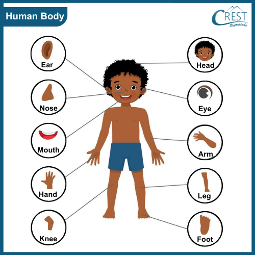 External Organs of Human Body
