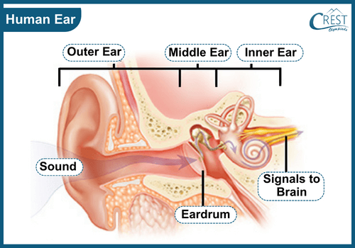 Human Hearing System - Labelled Diagram of Human Ear