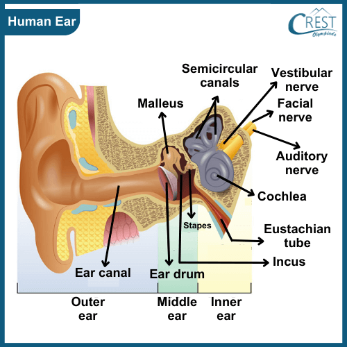 Labelled Diagram of Human Ear - CREST Olympiads