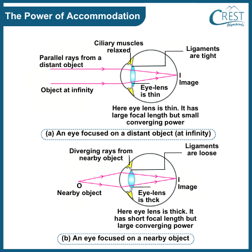 Human Eye: The Power of Accommodation - CREST Olympiads