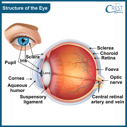 Labelled Diagram of Human Eye - CREST Olympiads