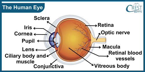 Labelled Diagram of Human Eye - Science Grade 8