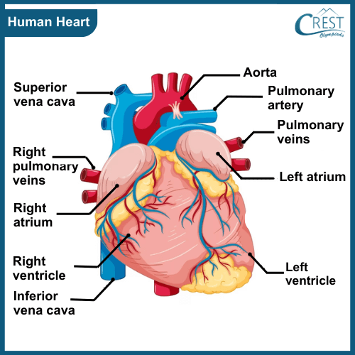 human-heart10