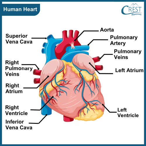 Labelled Diagram of Human Heart - Science Grade 7