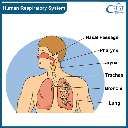Labelled Diagram of Human Respiratory System - Science Grade 7