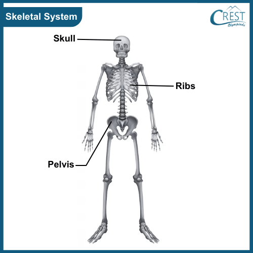 Skeletal System of Human Body