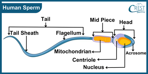 Labelled Diagram of Human Sperm - Sexual Reproduction in Humans