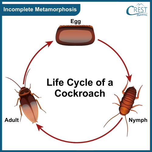 Incomplete Metamorphosis - Life Cycle of Insects