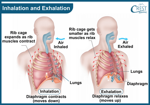 Process of Inhalation and Exhalation of Oxygen in Human Body