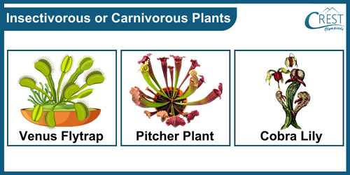 Examples of insectivorous plants