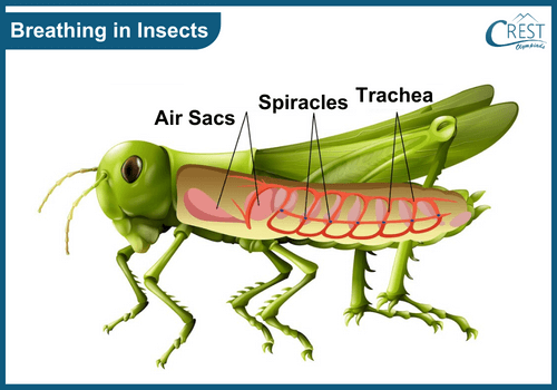 Breathing organs in insects