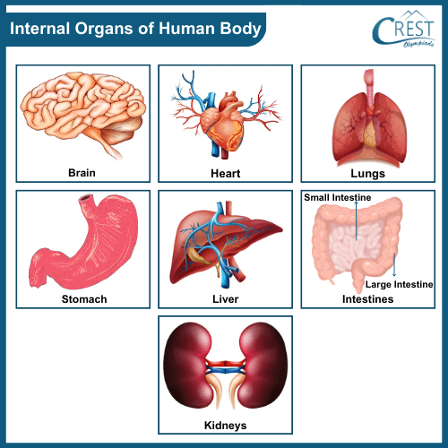 Internal Organs of Human Body