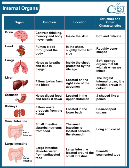 Diagram of Internal Organs of Human Body and their functions