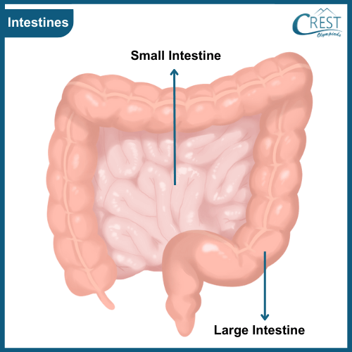 Human Intestines - Science Grade 5