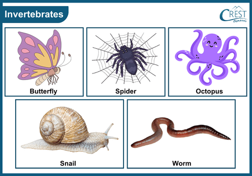 Examples of Invertebrates animals