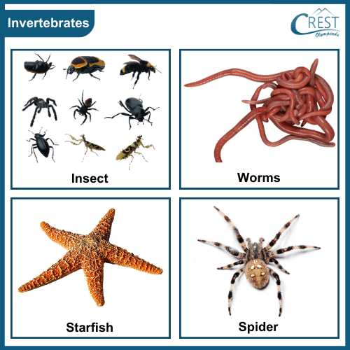 Examples of Invertebrates