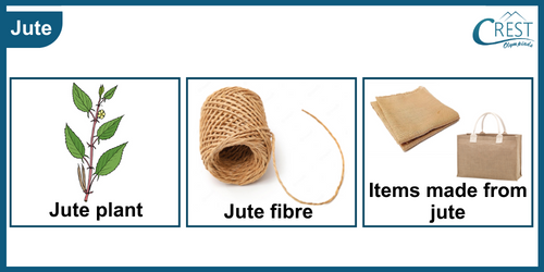 Uses of Jute - Science Grade 6