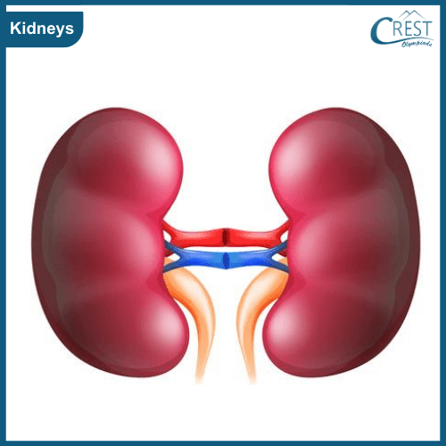 Human Kidneys - Science Grade 5
