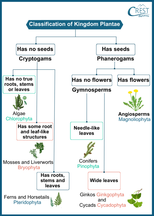 Chart of Classification of Kingdom Plantae - Characteristics, Examples etc