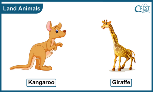 Example of Land Animals